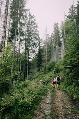 Group Hiking Adventure Through the Forest