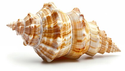 Obraz premium Exquisite Seashell Closeup: Isolated Marine Treasure on Pure White Background. Photorealistic Portrayal of Ocean's Natural Beauty in Stunning 4K AI-Generated Wallpaper for Coastal Decor and Scientific
