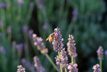 Bee on lavender flowers