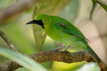 Greater Green Leafbird - Chloropsis sonnerati, beautiful colored perching bird form tropical forests of Southeast Asia, Indonesia.