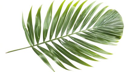 Fototapeta premium Close-up shot of a green palm frond against a pure white background. The natural foliage display is perfect for decor, illustrating detailed leaf veins and a tropical feel.