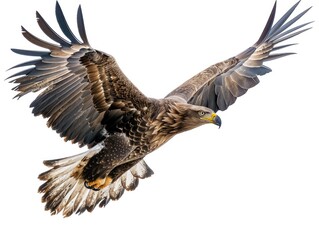 Obraz premium A majestic bird soaring through the sky