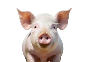pig isolated on transparent or white background