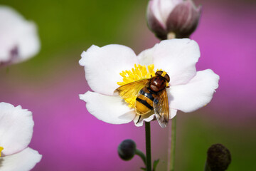 Anemone hupehensis Volucella zonaria  hornet mimic hoverfly on japanese Anemone against pink green...