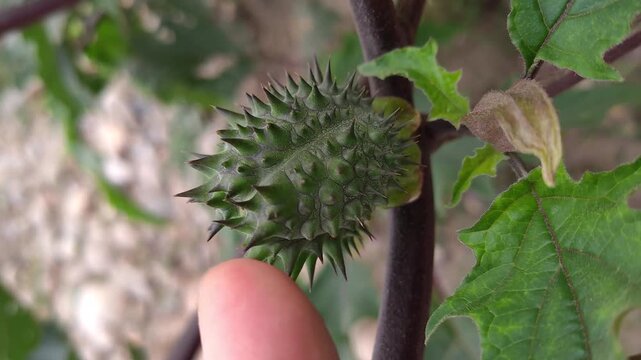 Close-up of the thorny fruit of the mandala