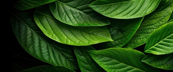 Fototapeta premium Close-Up Nature View Of Green Leaf Texture, A Dark Wallpaper Concept For A Lush And Calming Effect