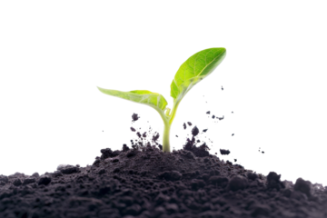 A green sapling had just emerged from the ground. Isolated on white background.