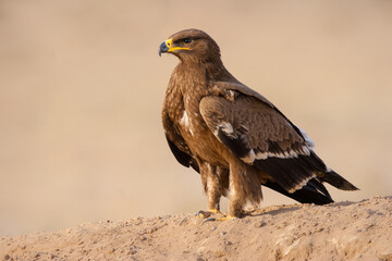 The steppe eagle (Aquila nipalensis) at Bikaner, Rajasthan, India