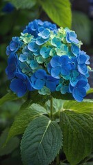 Vertical background with a close-up of a natural blue hydrangea flower