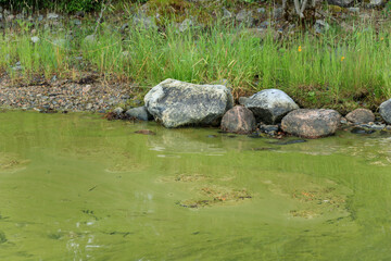 Water pollution by blooming blue-green algae - Cyanobacteria is world environmental problem. Water bodies, rivers and lakes with harmful algal blooms. Ecology concept of polluted nature.