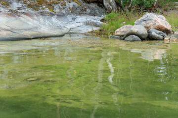 Green algae on the surface of the water in Baltic sea. Flowering water as background or texture. Cyanobacteria is world environmental problem.