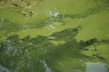 Water pollution by blooming blue-green algae - Cyanobacteria is world environmental problem. Water bodies, rivers and lakes with harmful algal blooms. Ecology concept of polluted nature.