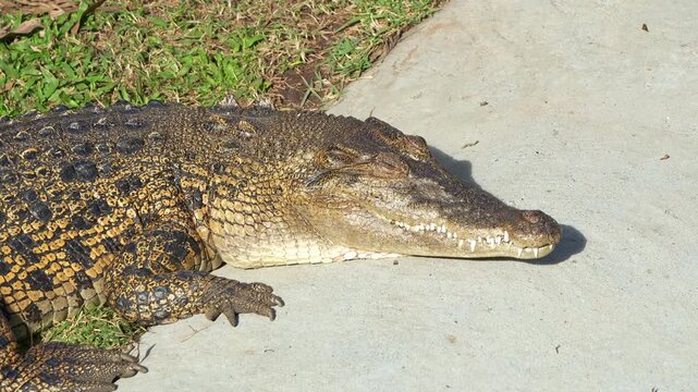 Close up shot of a largest living reptile saltwater crocodile, crocodylus porosus basking on the path in a wildlife enclosure, an opportunistic hypercarnivorous apex predator.
