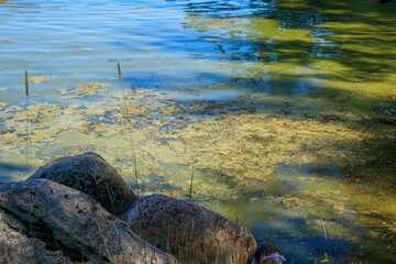 Green algae on the surface of the water in Baltic sea. Flowering water as background or texture. Cyanobacteria is world environmental problem.