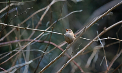 Eurasian wren singing in the undergrowth