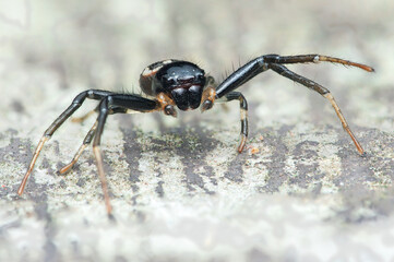 Black Napoleon spider species on the house floor.