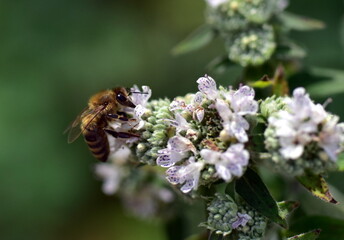Biene auf blühender Bergminze