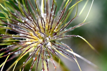 Verblühte Pulsatilla im Regen