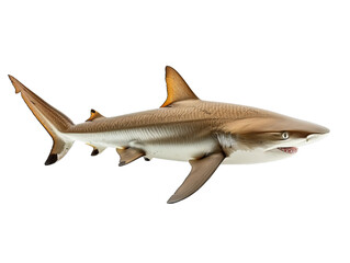 Shark isolated on transparent background