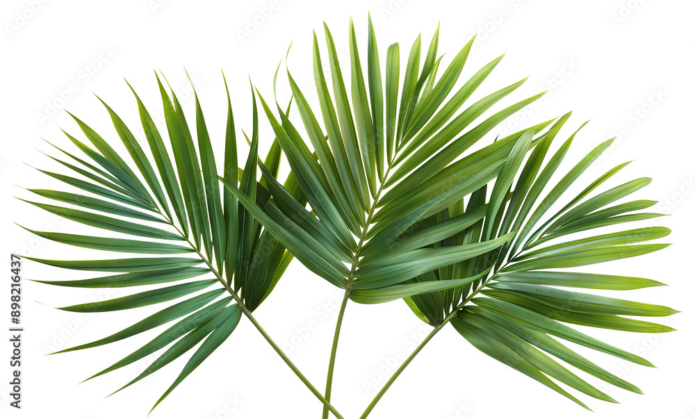 Canvas Prints Three green palm fronds, cut out