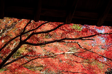 お寺の軒下から見る秋の紅葉