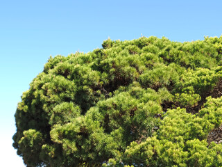 Beautiful big stone pine tree pinus pinea