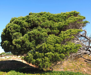 Beautiful big stone pine tree pinus pinea