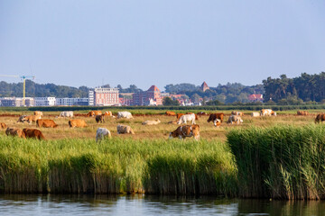 Blick über den Bodden von Zingst nach Barth.