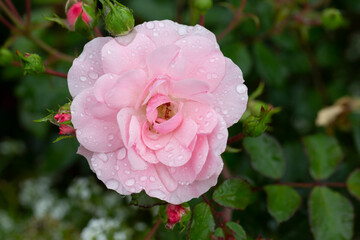 Close up of one delicate pink magenta rose in full bloom and green leaves in a garden in a sunny summer day, beautiful outdoor floral background photographed with soft focus