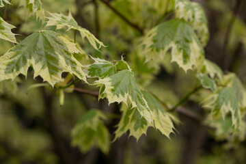 Green and white foliage of Norway Maple 'Drummondii' - Acer platanoides Variegata. Close up of maple leaves