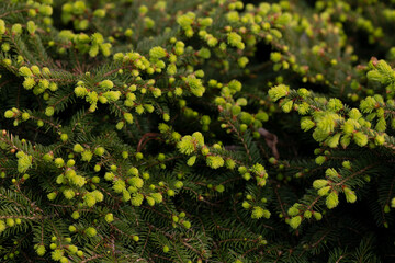 Spruce spring fruit. spring-harvested spruce tips have been used by the west coast's indigenous peoples as tea, medicine