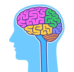 Human brain with colored lobes in head outline