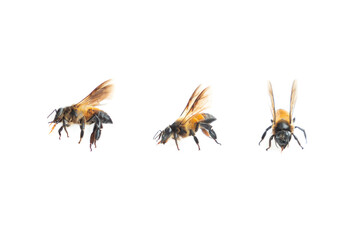 Set of bee isolated on white background, Honey bee close-up
