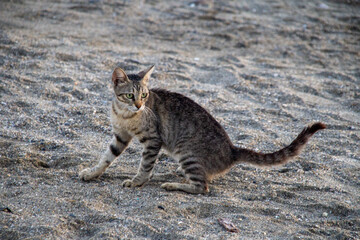 cat on the ground © Witek