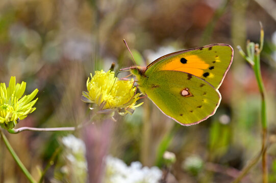 Postillon // Clouded yellow (Colias croceus)