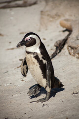 African penguin 