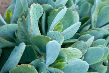Cotyledon orbiculata