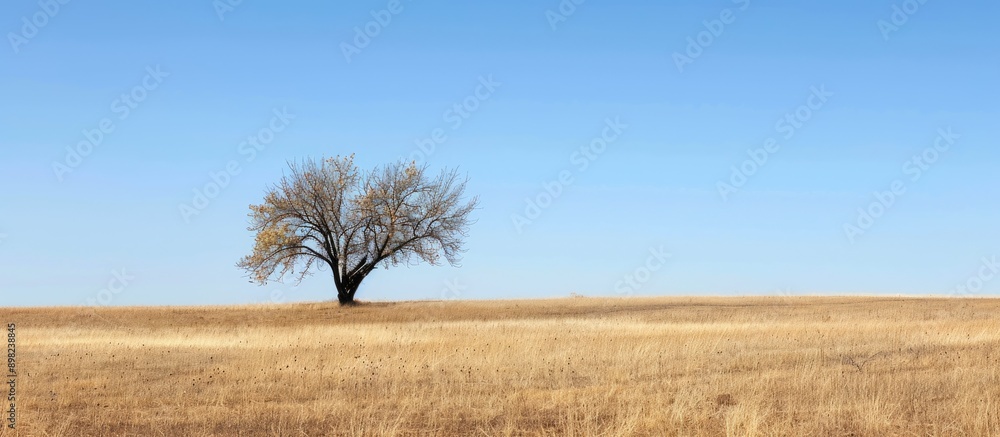Poster deciduous tree in a dry field with brown grass under a blue sky providing a serene backdrop for copy