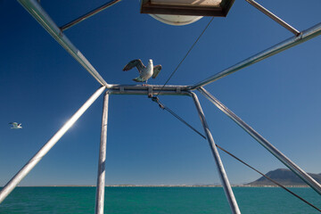 Black-backed gull over the metal frame of a boat