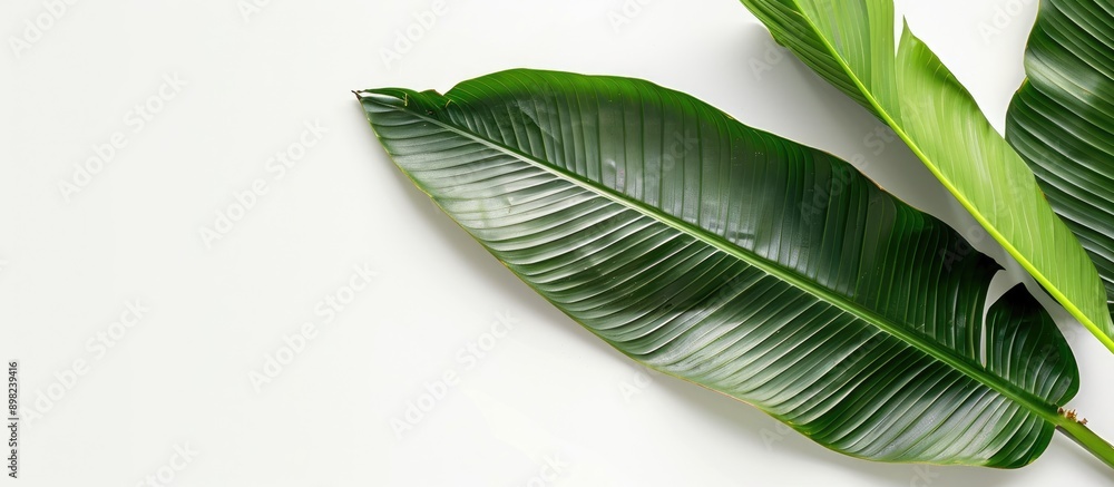 Fototapete isolated coconut leaf on a white background with copy space image