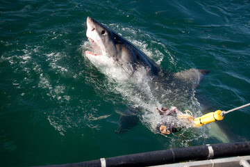 White shark jumping by a cage during a shark cage diving in South Africa