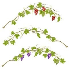 Grapevine with ripe grapes and leaves. Cartoon set of purple, red, green grape twig. Bunch of vineyard berries. Vector set of food grape, fruit and leaf illustration. Isolated on white background.