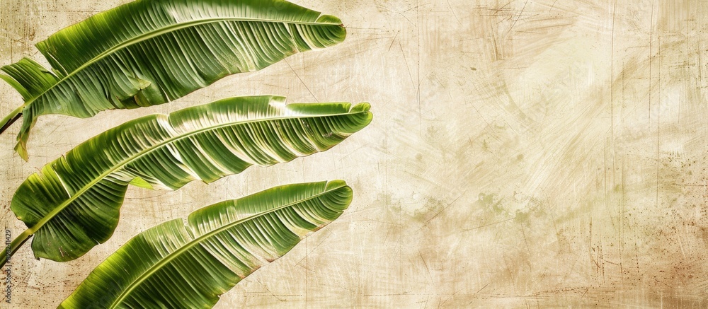 Poster banana tree leaves create a textured abstract background with ample copy space image