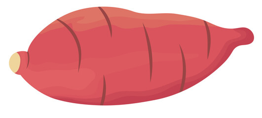 Orange Sweet Potato Vegetable Illustration