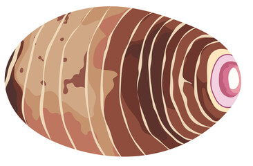 Single Taro Root Vegetable Illustration