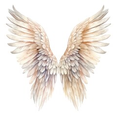 Obraz premium Angel wing bird white background.