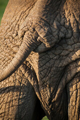 The wrinkles and cracks of the thick skin of an elephant