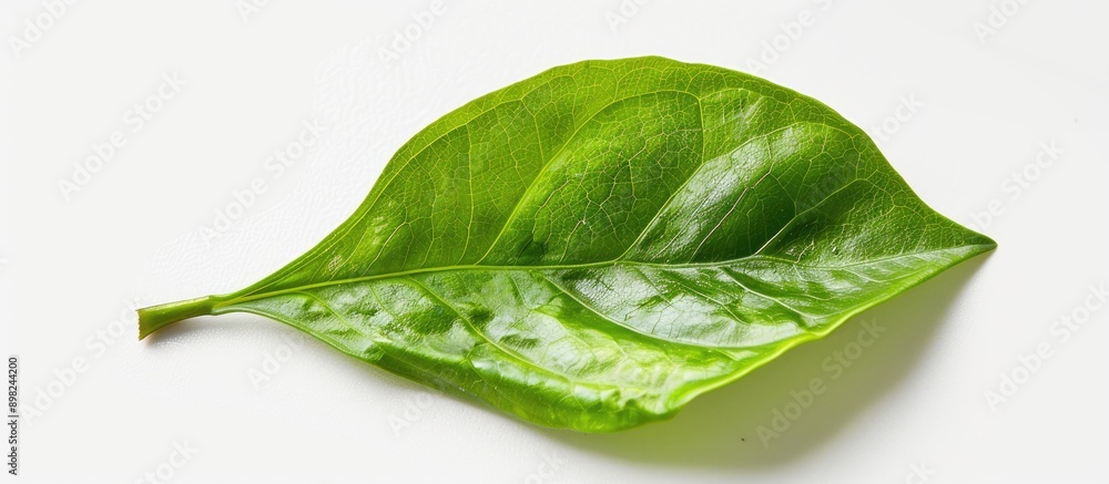 Poster close up of a green leaf isolated on a white background in a garden with copy space image ideal for 