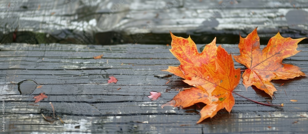 Poster autumn colored maple leaves on a damp wood surface with room for a copy space image