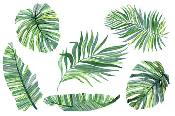 Set of tropical palm leaves: monstera, banana leaves, palm. Watercolor leaves clipart